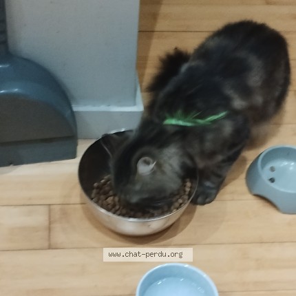 Foto de un gato reunido en Marquette Lez Lille