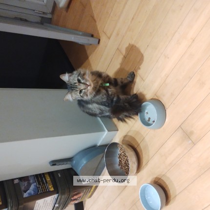 Foto de un gato reunido en Marquette Lez Lille