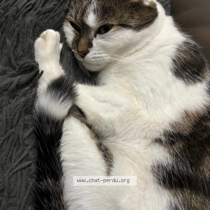Foto de un gato reunido en Pleumeur Bodou
