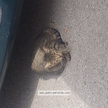 Foto 1/1 Gato encontado Encontrado en Mislata