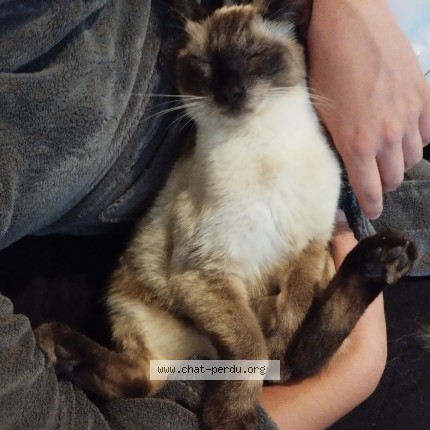 Foto de un gato reunido en Boulay Les Barres