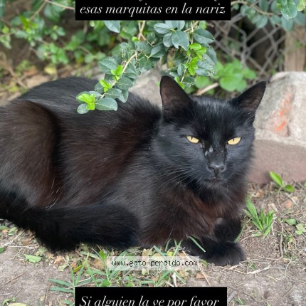 Foto 1/1 Ariana Gato perdido en Garin