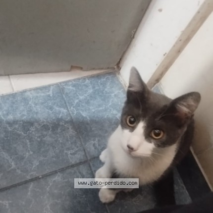 Foto del gato perdido en Ing Budge