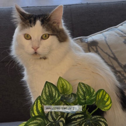 Foto 2/3 Mew Gato perdido en Santiago