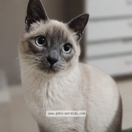 Foto del gato perdido en Rio Ceballos