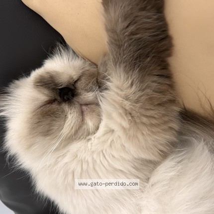 Foto del gato perdido en Alhaurin El Grande