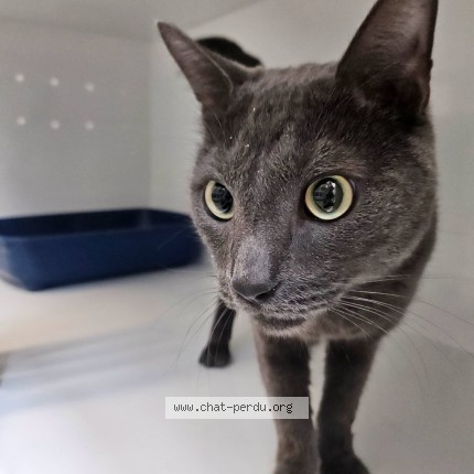 Foto de un gato reunido en Nemours