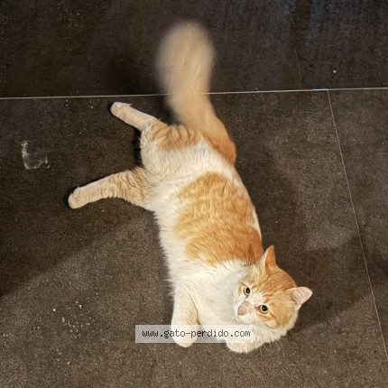 Foto 1/1 Gato encontado Encontrado en San Pedro Garza Garcia