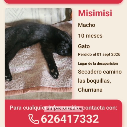 Foto 1/1 misi misi Gato perdido en Churriana De La Vega