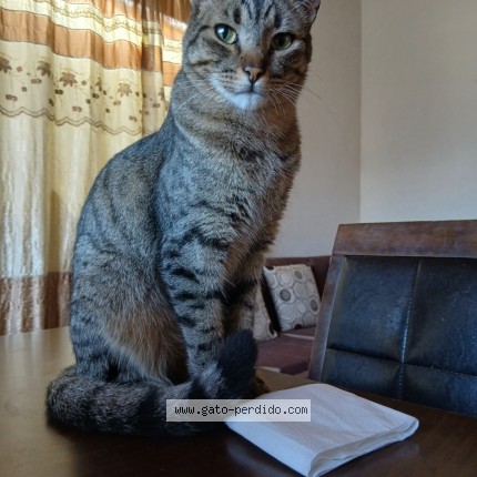 Foto del gato perdido en Tumbaco Sector El Cementerio