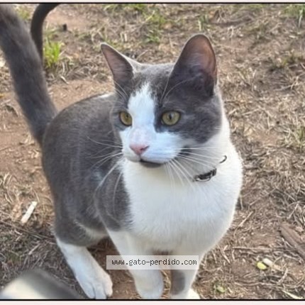 Foto 1/1 Kiwi Gato perdido en Cordoba