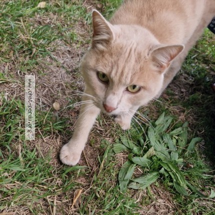 Foto de un gato reunido en Gavray