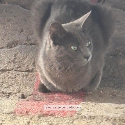 Foto 1/1 Gato encontado Encontrado en Queretaro