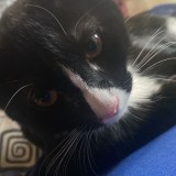 Toby