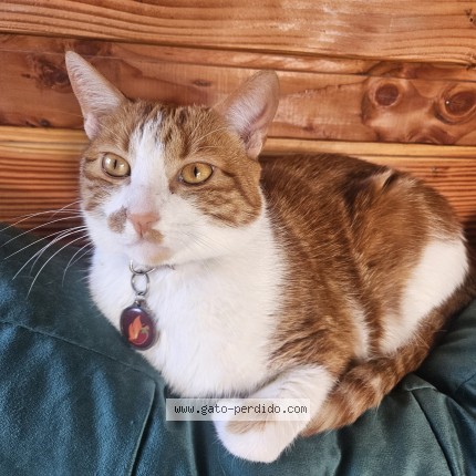 Foto 1/1 Pepo Gato perdido en Santiago San Jose De Maipo