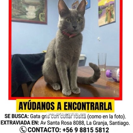 Foto 1/1 Cucha Gato perdido en La Granja