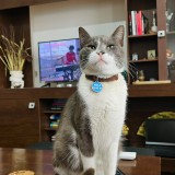 MILO