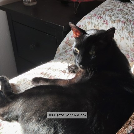 Foto 1/1 Manuel aragón ahumada Gato perdido en Chiclana