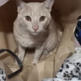 mimi