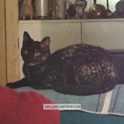 Foto 1/1 Eclipsa Gato perdido en El Quisco