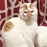 Chiqui