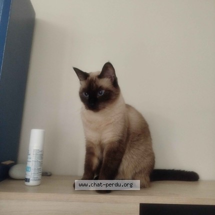 Foto de un gato reunido en Courbevoie