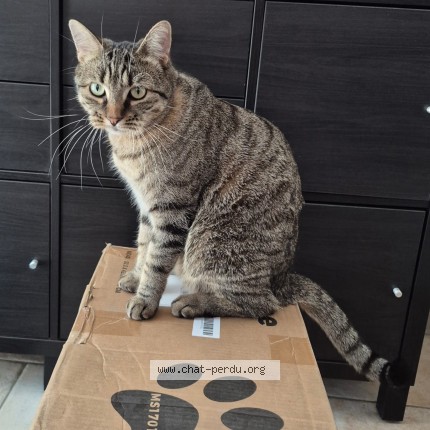 Foto de un gato reunido en Aulnay Sous Bois