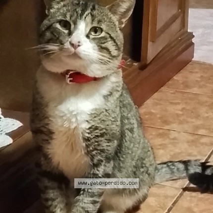 Foto 1/1 Benny Gato perdido en Chillan
