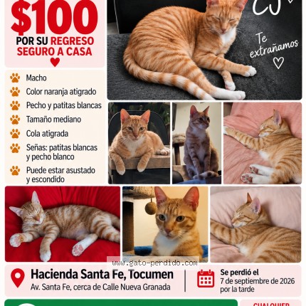 Foto 1/1 CJ Gato perdido en Panama