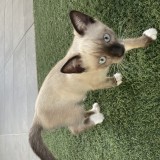 Chloe