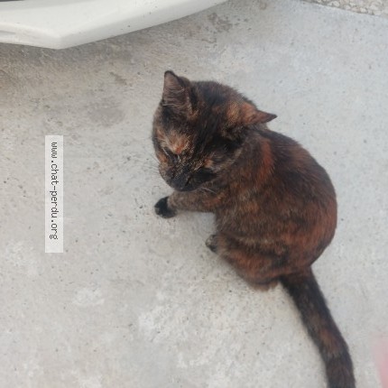 Foto de un gato reunido en Marennes