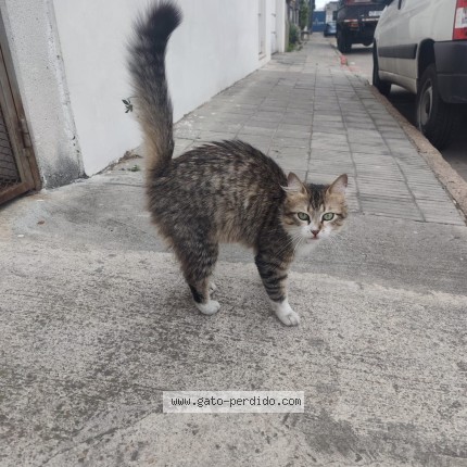 Foto 1/1 Gato encontado Encontrado en Montevideo