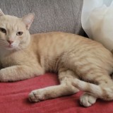 chetto