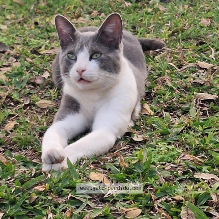 Foto 1/1 Ceniza Gato perdido en San Miguel De Tucuman