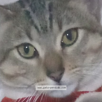 Foto 1/1 León Gato perdido en Lima