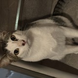 benito