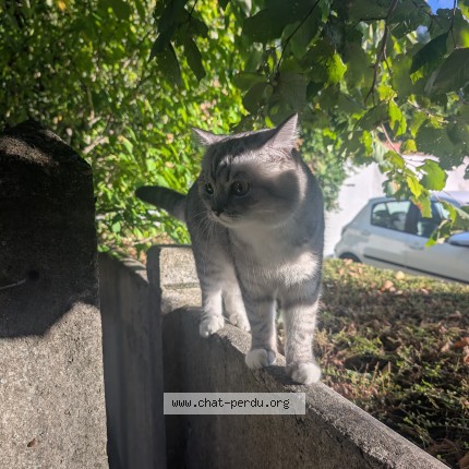 Foto de un gato reunido en Houilles