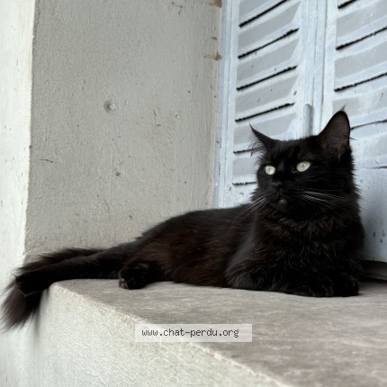 Foto de un gato reunido en Lyon