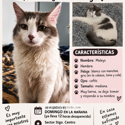 Foto 1/1 meleys Gato perdido en Depto 104