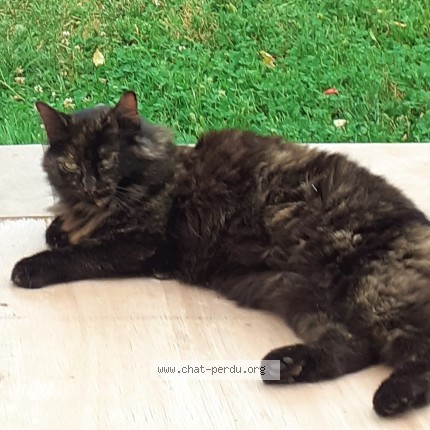 Foto de un gato reunido en Pont De L Arn
