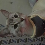 NANIS