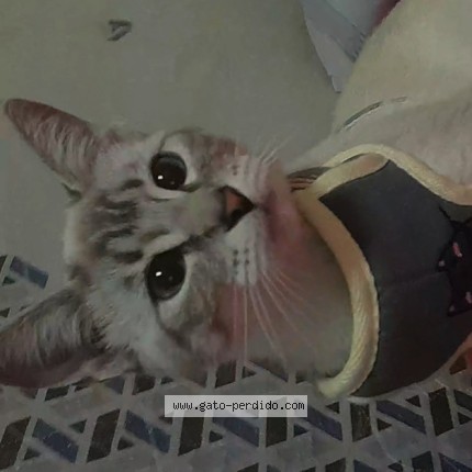 Foto 1/1 NANIS Gato perdido en Arequipa