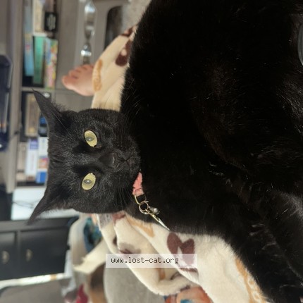 Foto de un gato reunido en West Fargo