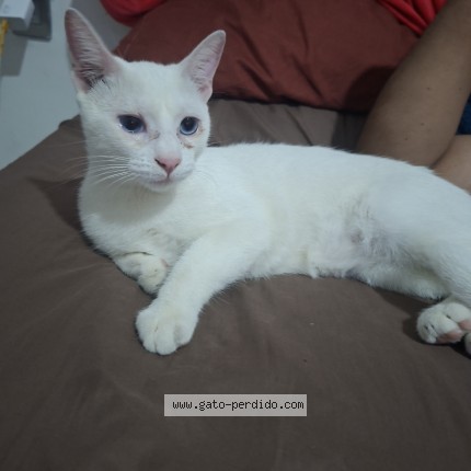 Foto 1/1 Maky Gato perdido en Veracruz