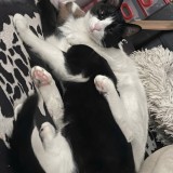 Caspian