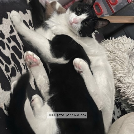 Foto 1/1 Gato encontrado Perdido en Ciudad De Mexico
