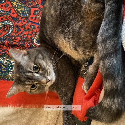 Foto de un gato reunido en Rueil Malmaison