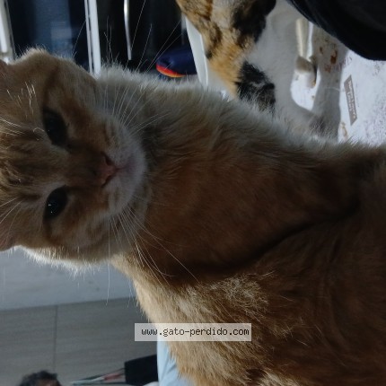 Foto 1/1 king Gato perdido en Florencio Varela