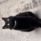Morgan