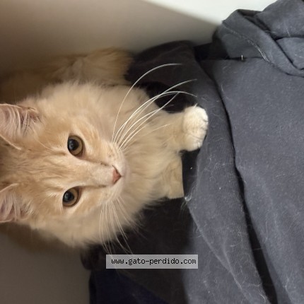 Foto del gato perdido en La Plata